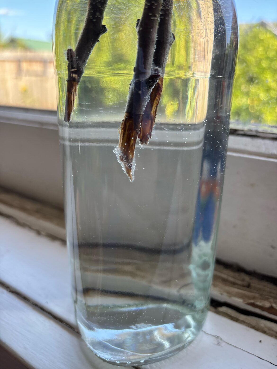 Is this mould?