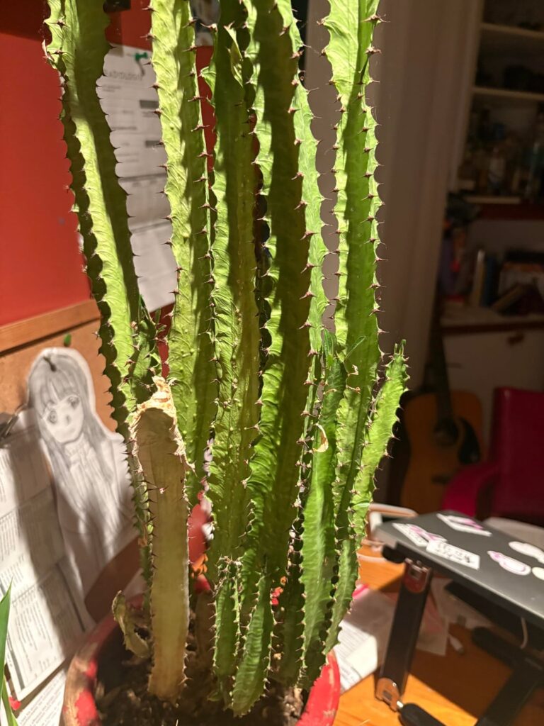 Help needed Candelabra Spurge