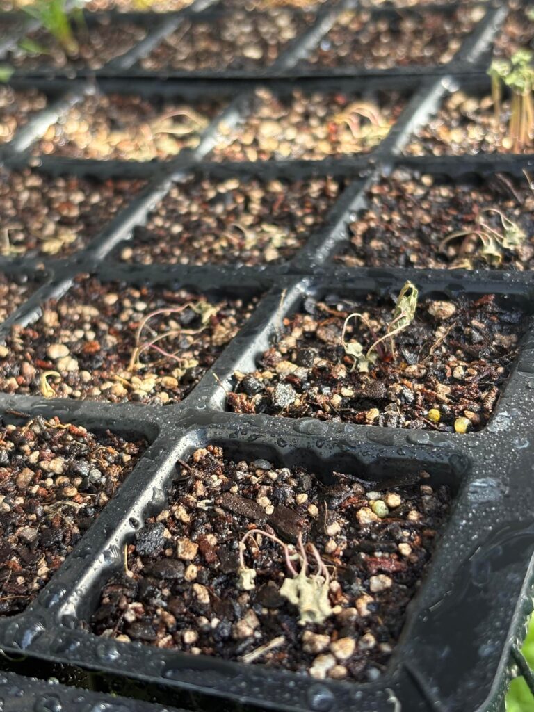 Hey all advice for my seedlings first time growing from seed Hey all advice for my seedlings first time growing from seed