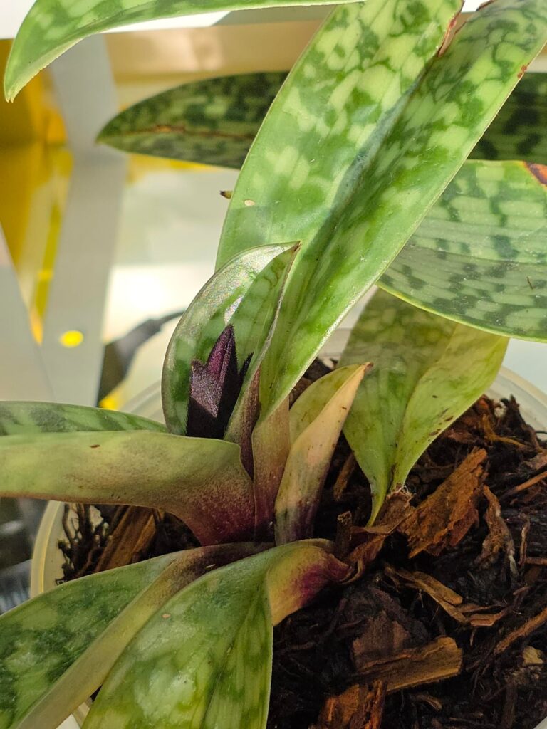 First paph spikes !