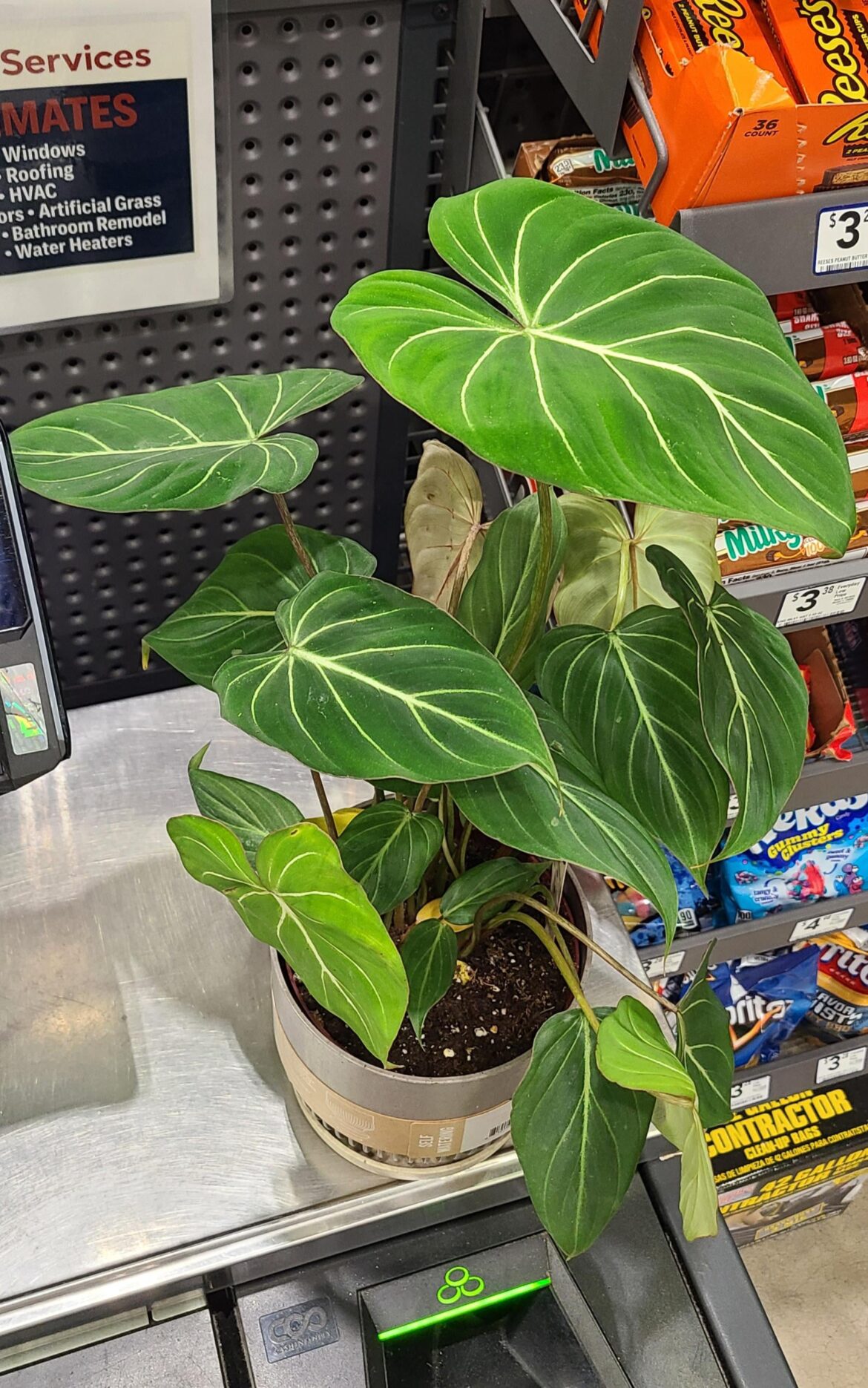 Sometimes you just get lucky