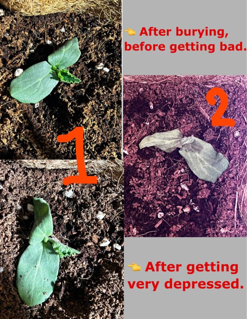 Post transplant plant help. Post transplant plant help.