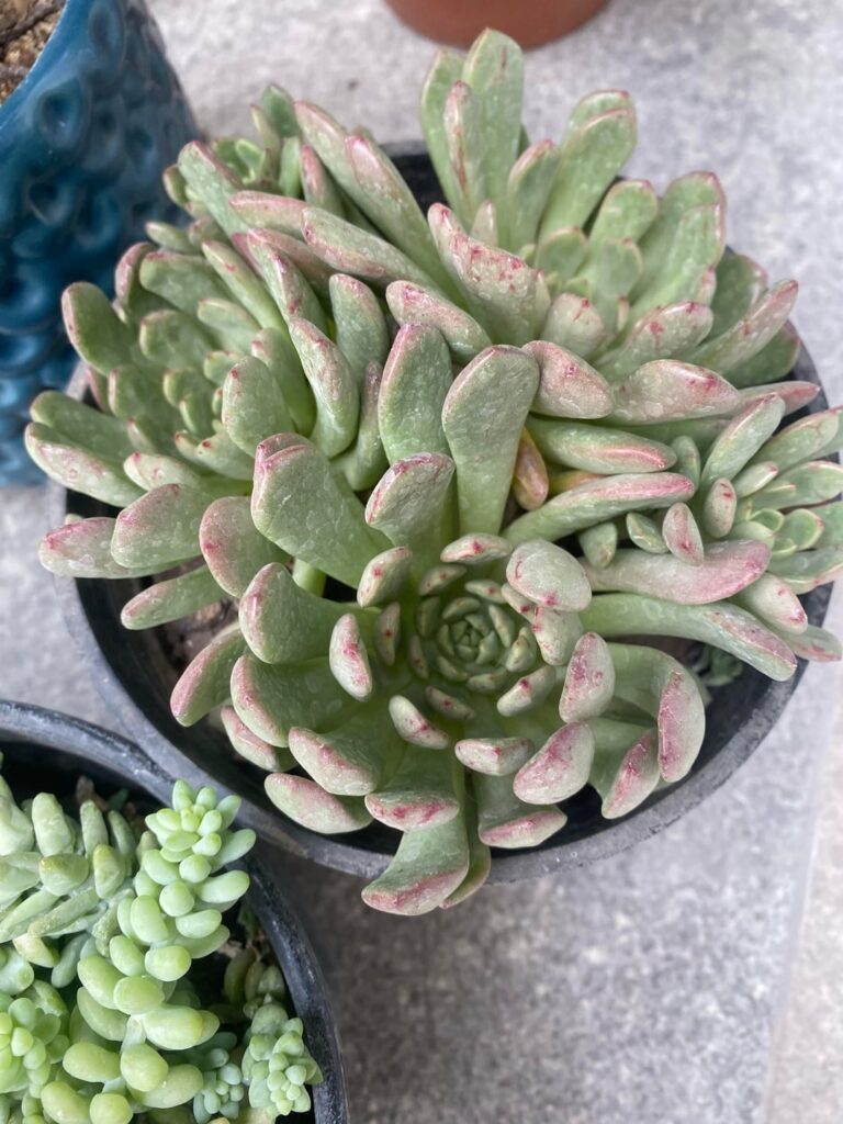 IDing Echeverias