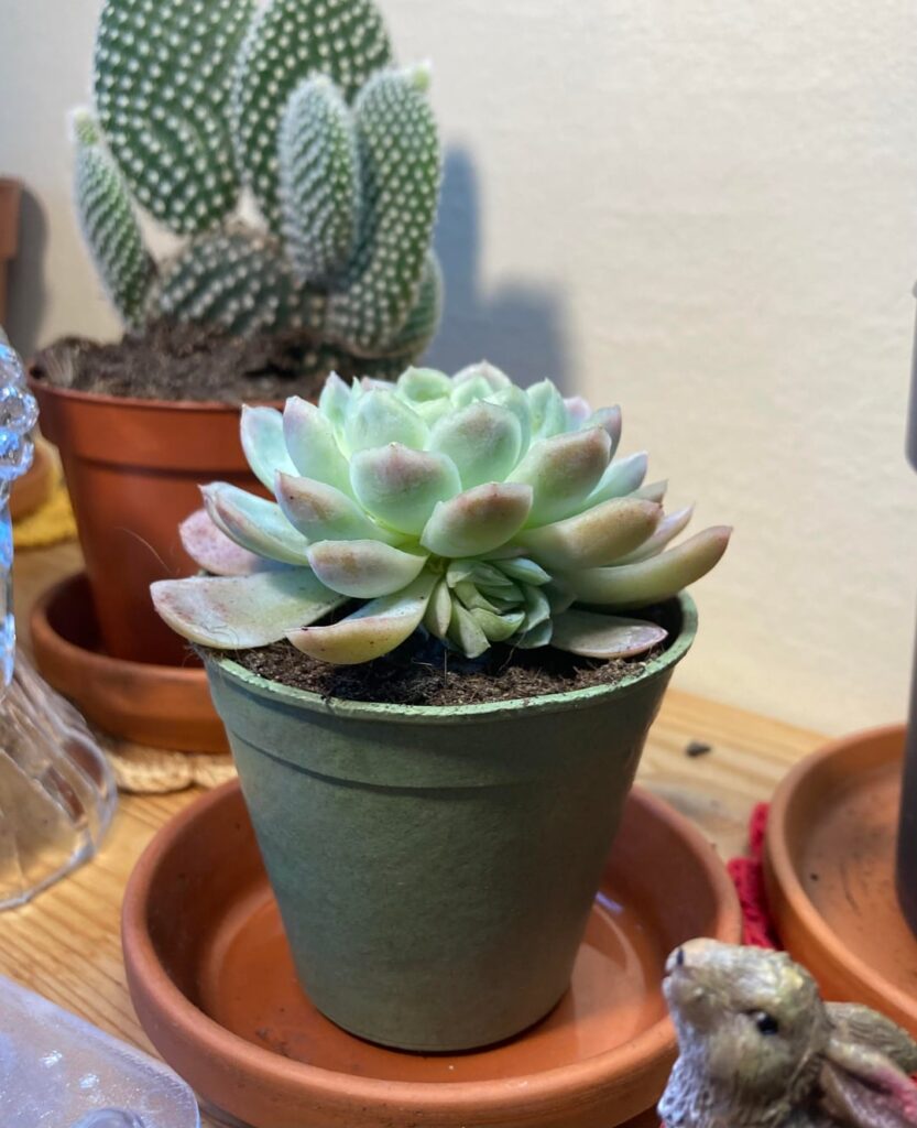 My first Echeveria 🥰