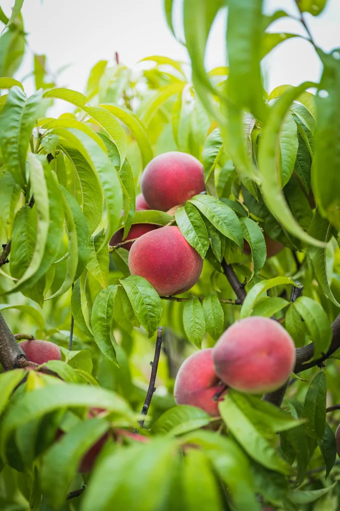 peach variety tasty zee for how to grow peaches with very pink coloured peach surrounded  by leaves