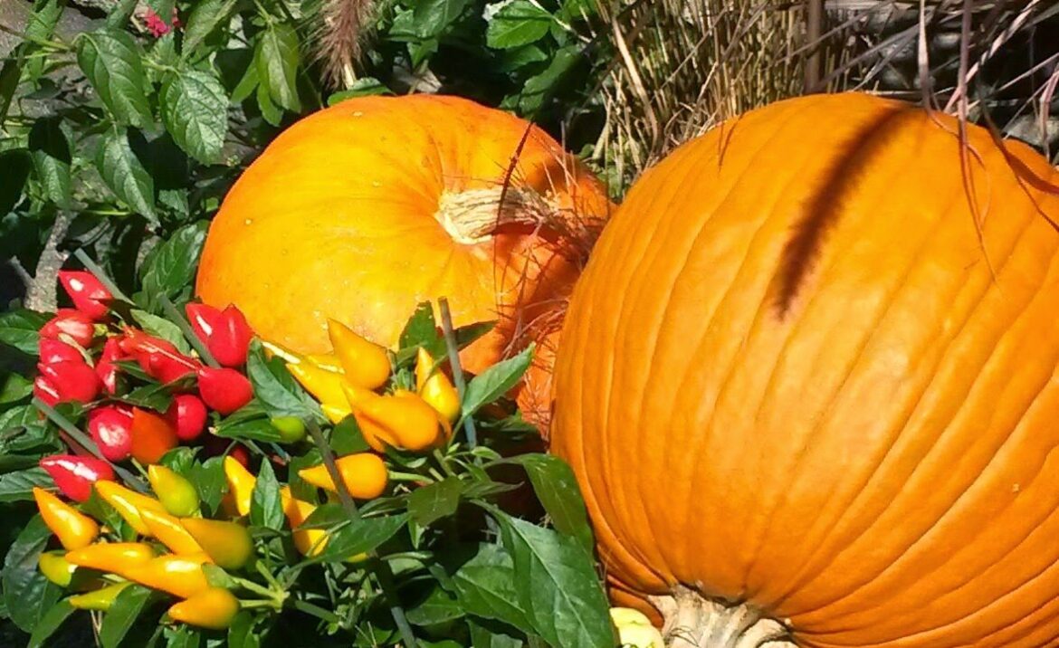 In the Garden: February issue