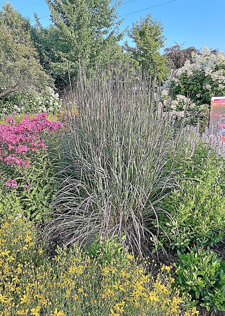 Blackhawks big bluestem grass surrounded by garden phlox, Agastache, coreopsis and panicle hydrangea.