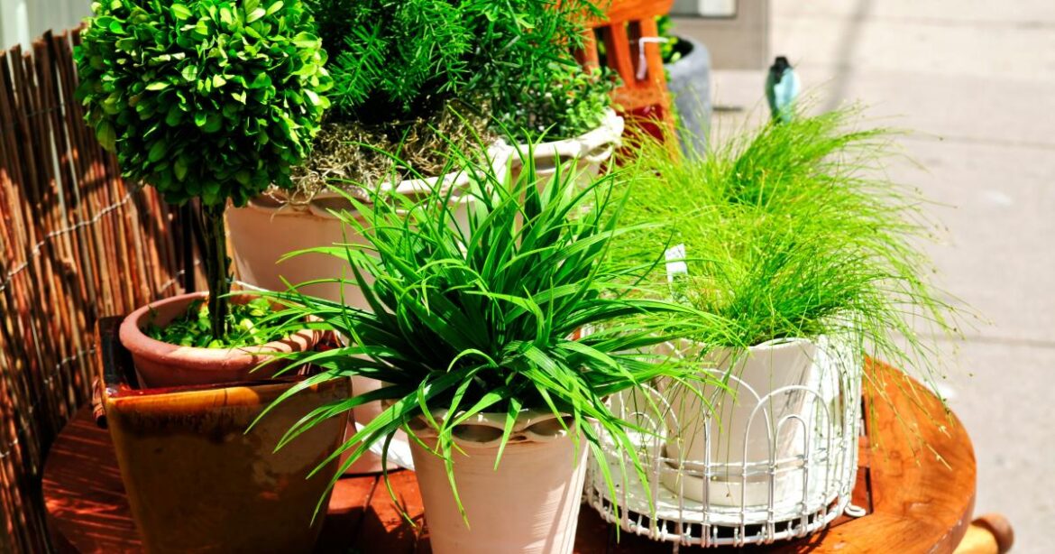 What are the RHS predictions for garden trends in 2026?