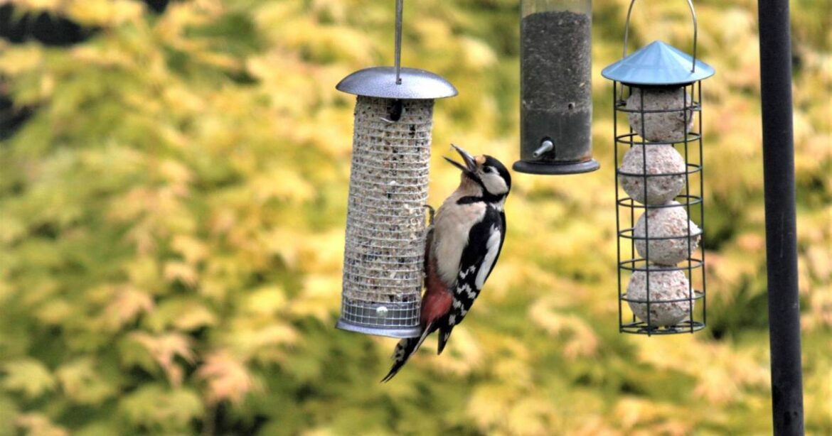 When is RSPB Big Garden Birdwatch taking place this year? When is RSPB Big Garden Birdwatch taking place this year?