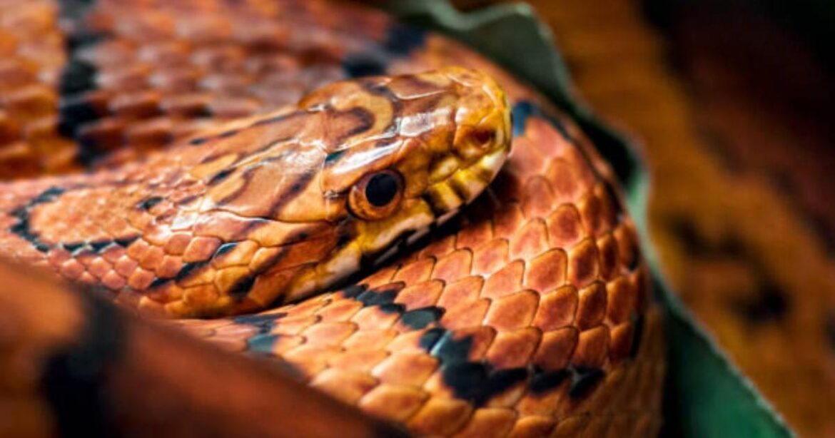 Isle of Wight snake owner sought after Appley garden find