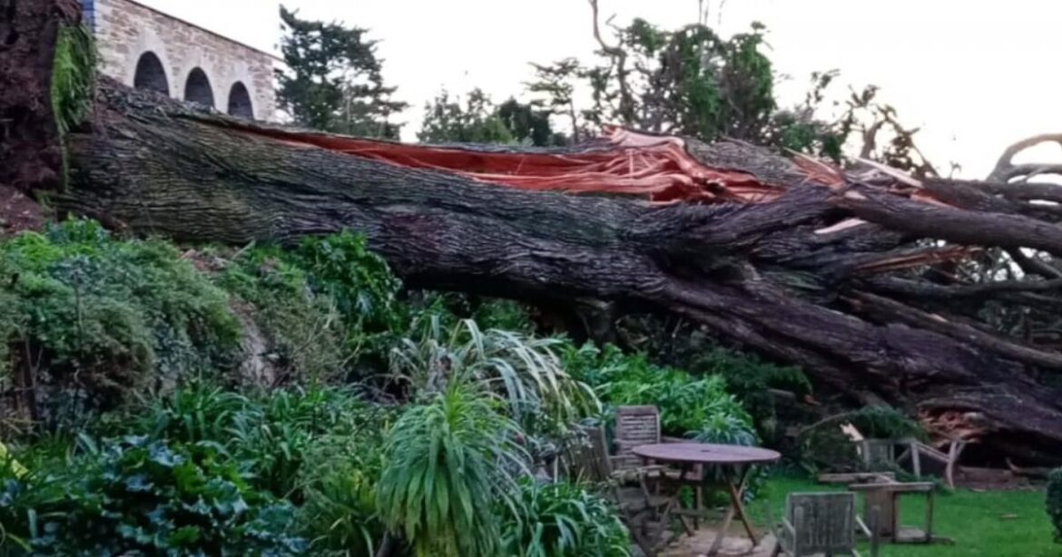 Cornwall's famous gardens 'devastated' by Storm Goretti