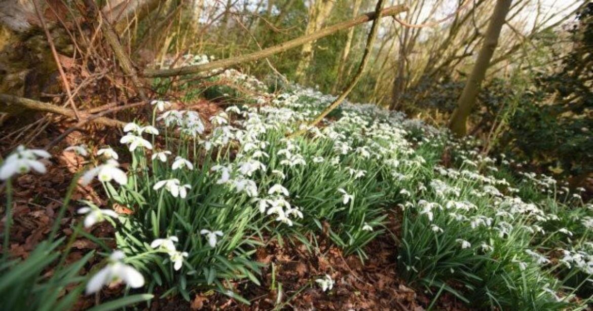 The secret garden opening near Ipswich in February 2026