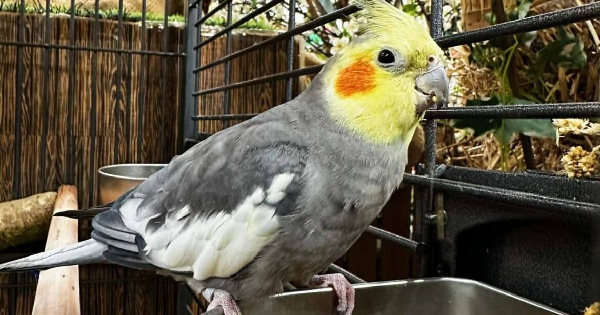 Meet Pete, Powys garden centre's new feathered friend