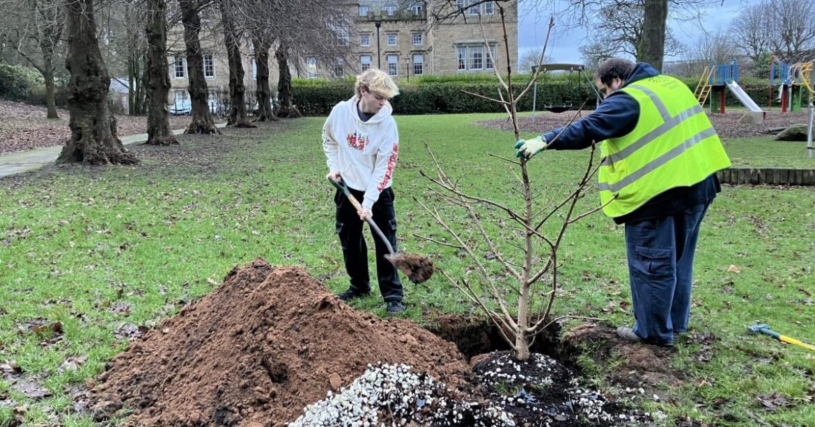 Chestnut tree returned to Whitehaven park after 15 years Chestnut tree returned to Whitehaven park after 15 years
