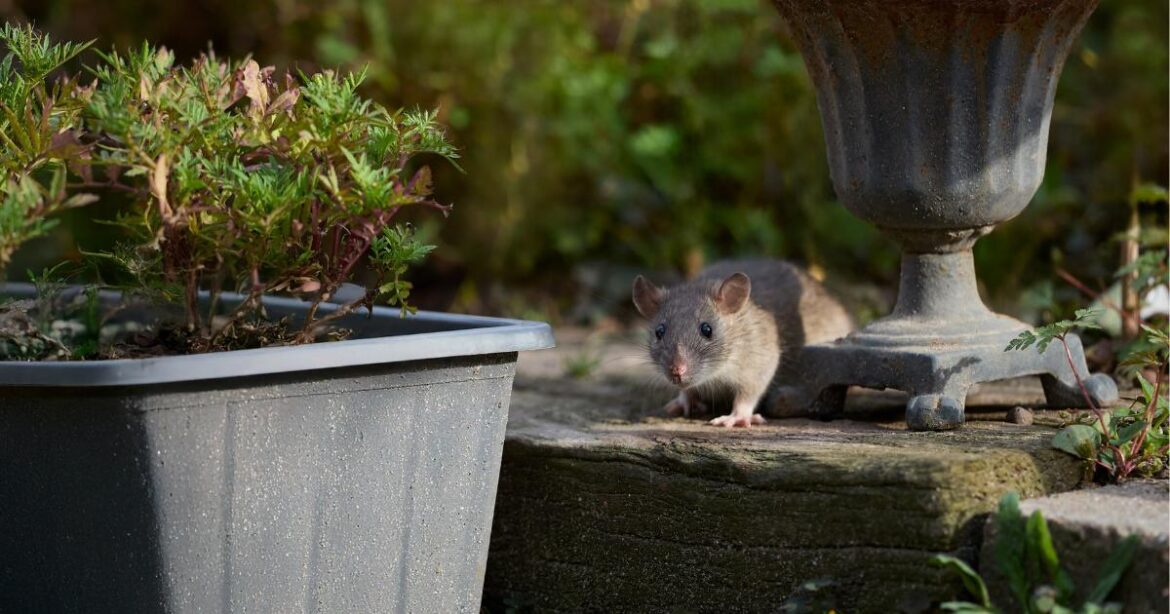Gardeners urged to avoid using oats to keep rats away