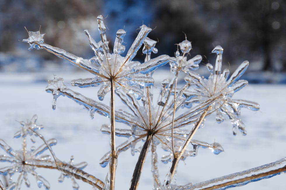 frozen stick should you knock snow and ice off plants.jpg