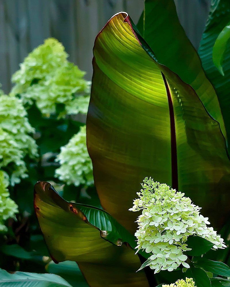 Limelight Prime hydrangea goes tropical in partnership with the Red Abyssinian banana. (Norman Winter/TNS)