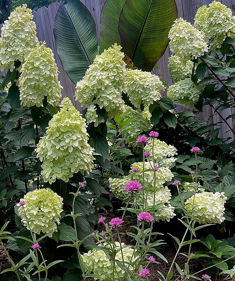 Limelight Prime with its white panicles is the perfect match for the Pantone 'Color of The Year' called Cloud Dancer. Here it is partnered with Truffula Pink gomphrena. (Norman Winter/TNS)