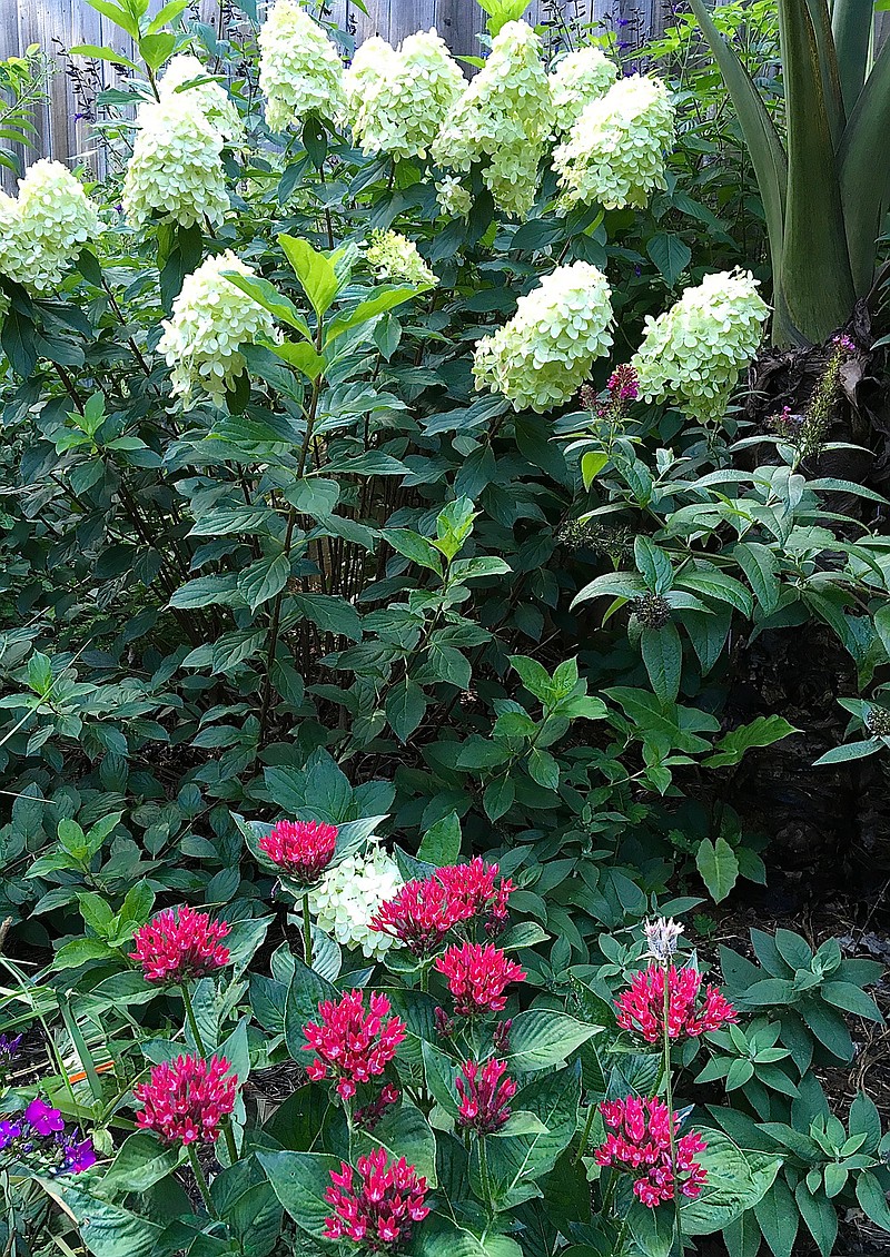 Limelight Prime hydrangea is partnered in this bed with Sunstar Red pentas. (Norman Winter/TNS)