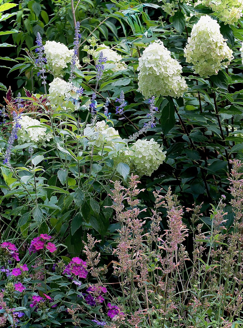 Limelight Prime hydrangea looks at home in a pollinator garden with Rockin Playin’ The Blues salvia, Meant to Bee Queen Nectarine agastache and Luminary Ultraviolet phlox. (Norman Winter/TNS)