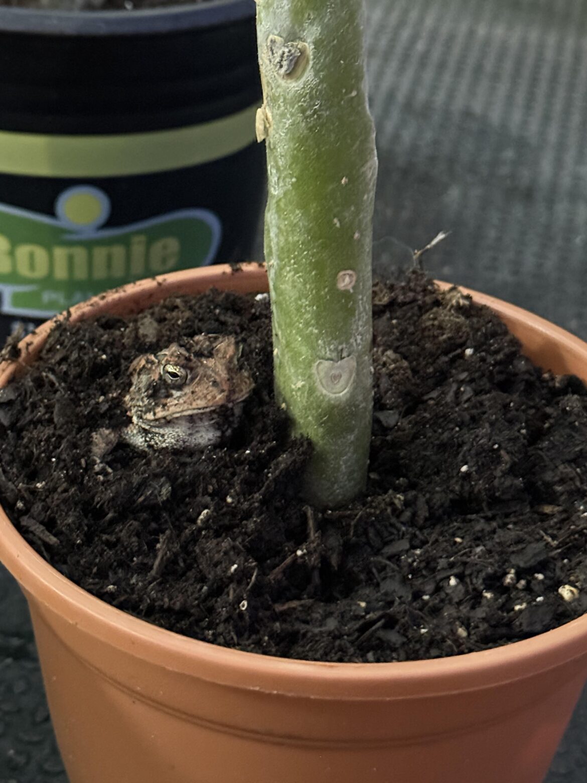 I keep finding this toad burying himself in my potted plumeria, any harm in letting him stay? I keep finding this toad burying himself in my potted plumeria, any harm in letting him stay?