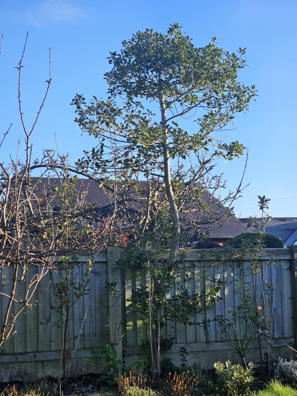 How should I prune this after the last frost? I have planted holly either side so it will be eventually be part of a hedge