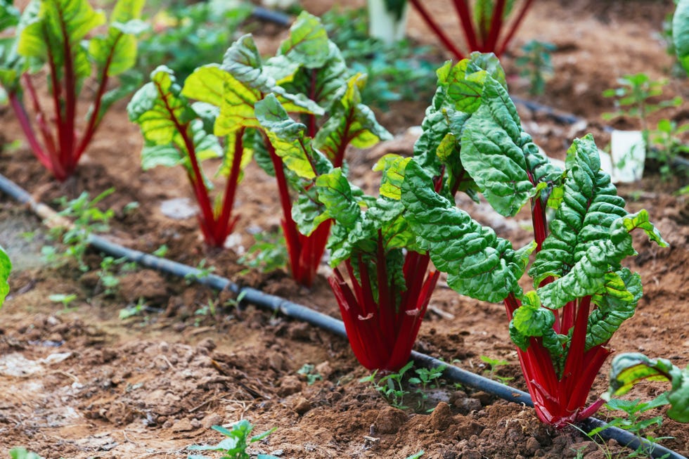 Organic red chard growing in vegetable garden