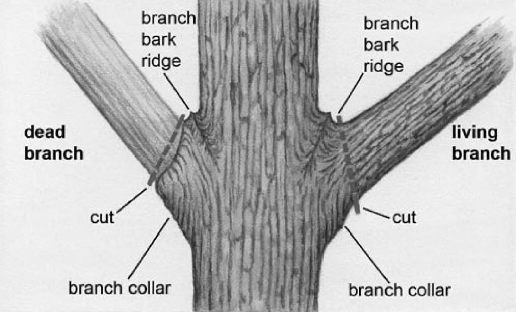 ANSI A300, ISA pruning standards - WHY IT MATTERS!
