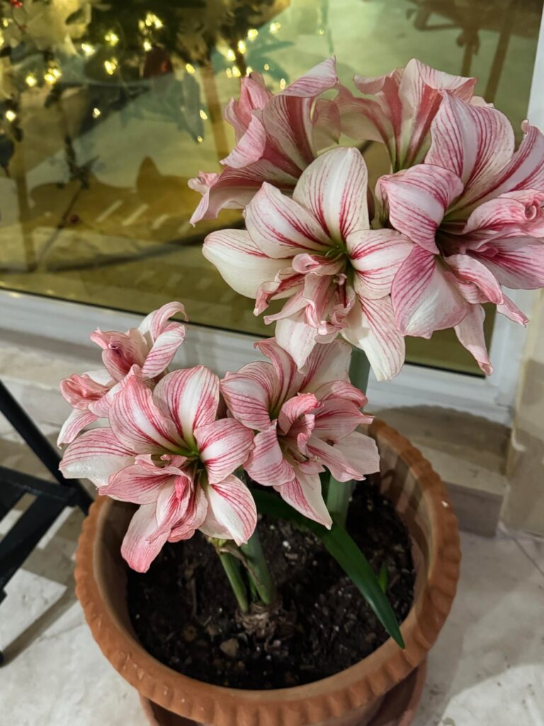 Looks a little bit like candy canes