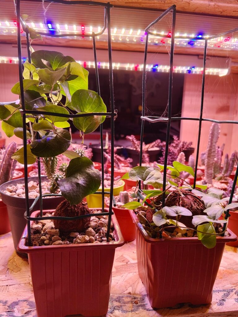 same age, same batch of seeds, same conditions, completely different growing habits, i love Dioscoreas