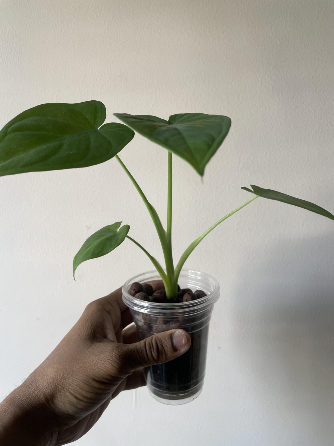 Found a baby Taro plant near parent plant and I put it in semi hydro, it’s growing well