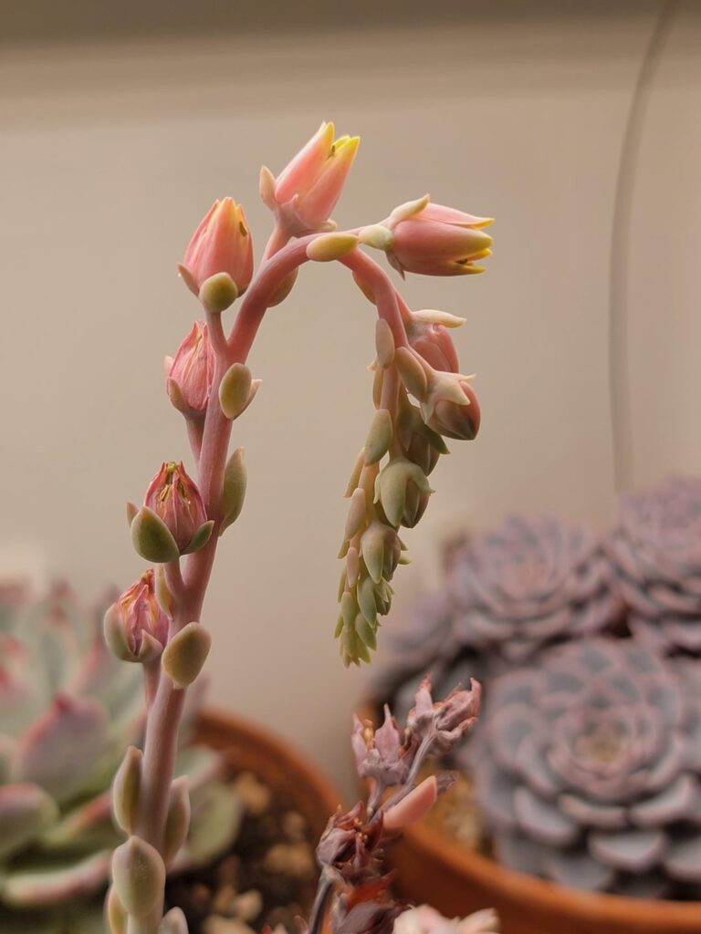 The flower 😍