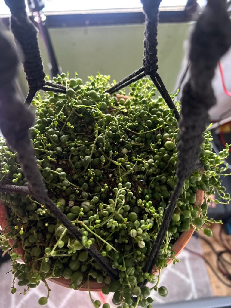 i treat all my plants when i get them and every 6 months with systemic gradules. i treat all my plants when i get them and every 6 months with systemic gradules.