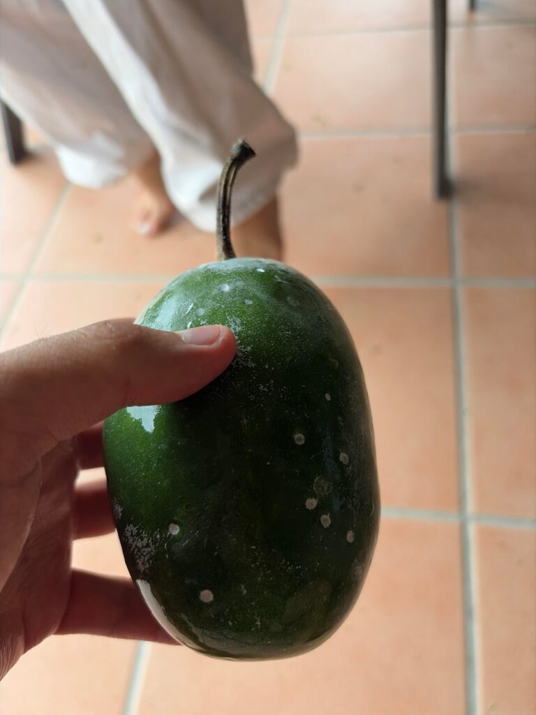What is this plant? North QLD Australia