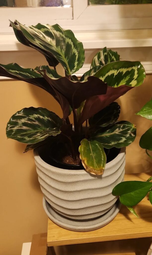 Can I respawn from roots? Can I respawn from roots?