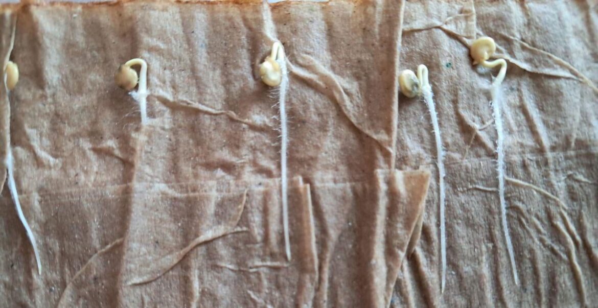 Testing Seed Viability Before Planting
