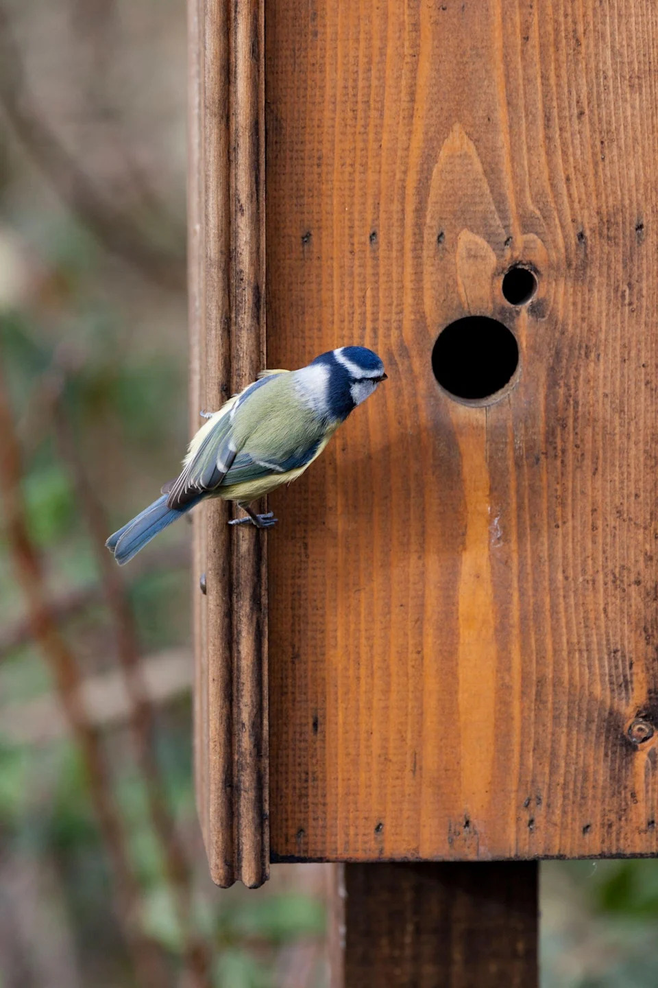 Winter is the time to put up nest boxes (PA/Alamy)