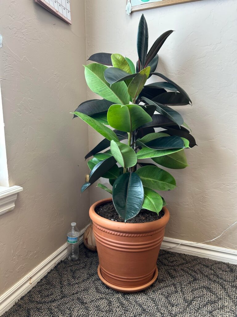 My new office buddy! My new office buddy!