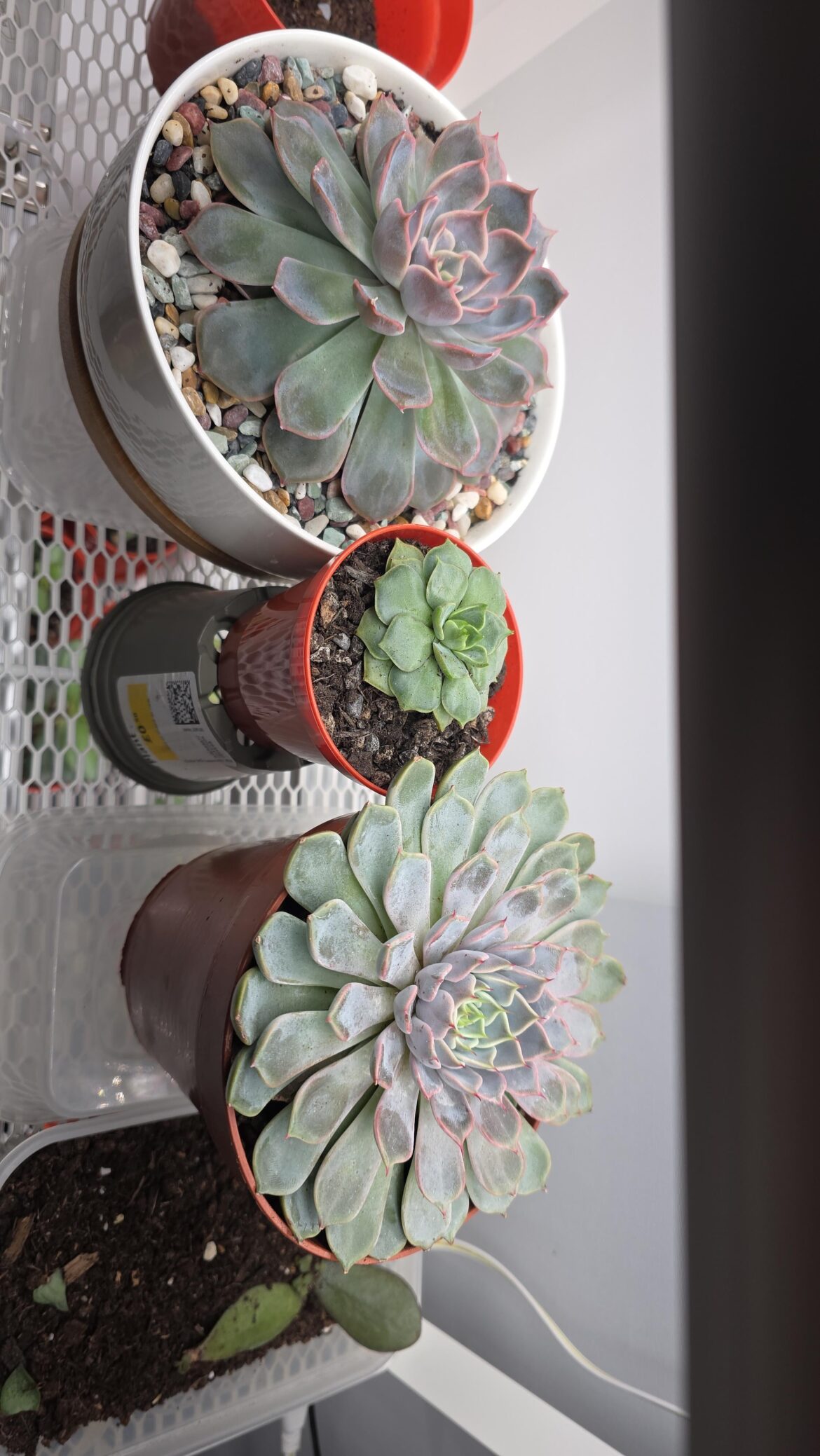 Is this stress colouring?