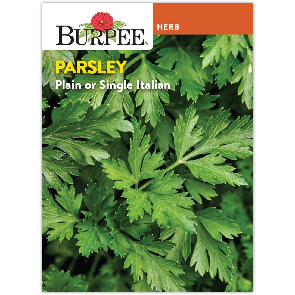 Single Italian Parsley