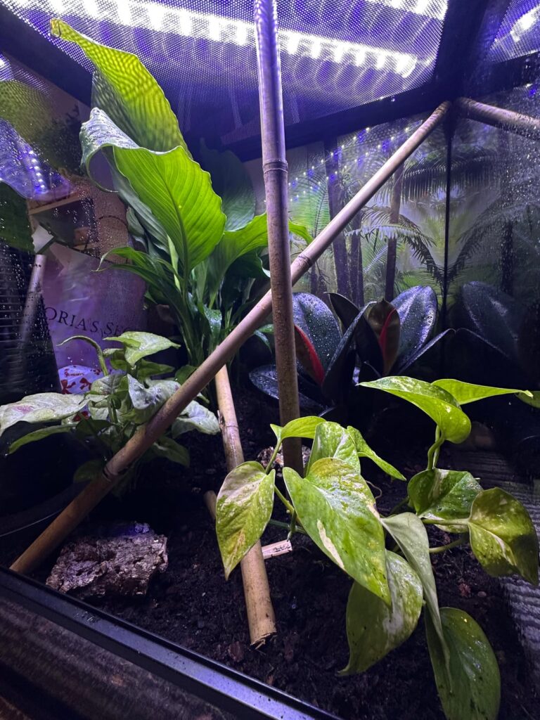 Soonish to be home for Gold Dust Geckos