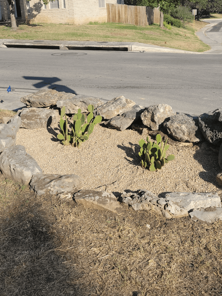 Bunny ear cactus, 1 year ago and today