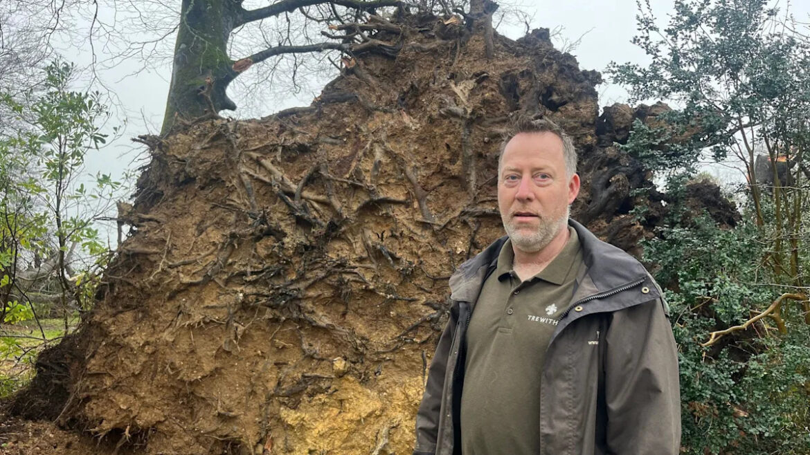 Storm Goretti decimates famous Cornwall gardens Storm Goretti decimates famous Cornwall gardens