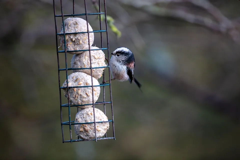 Putting out food for birds and other creatures can help them thrive (PA/Alamy)