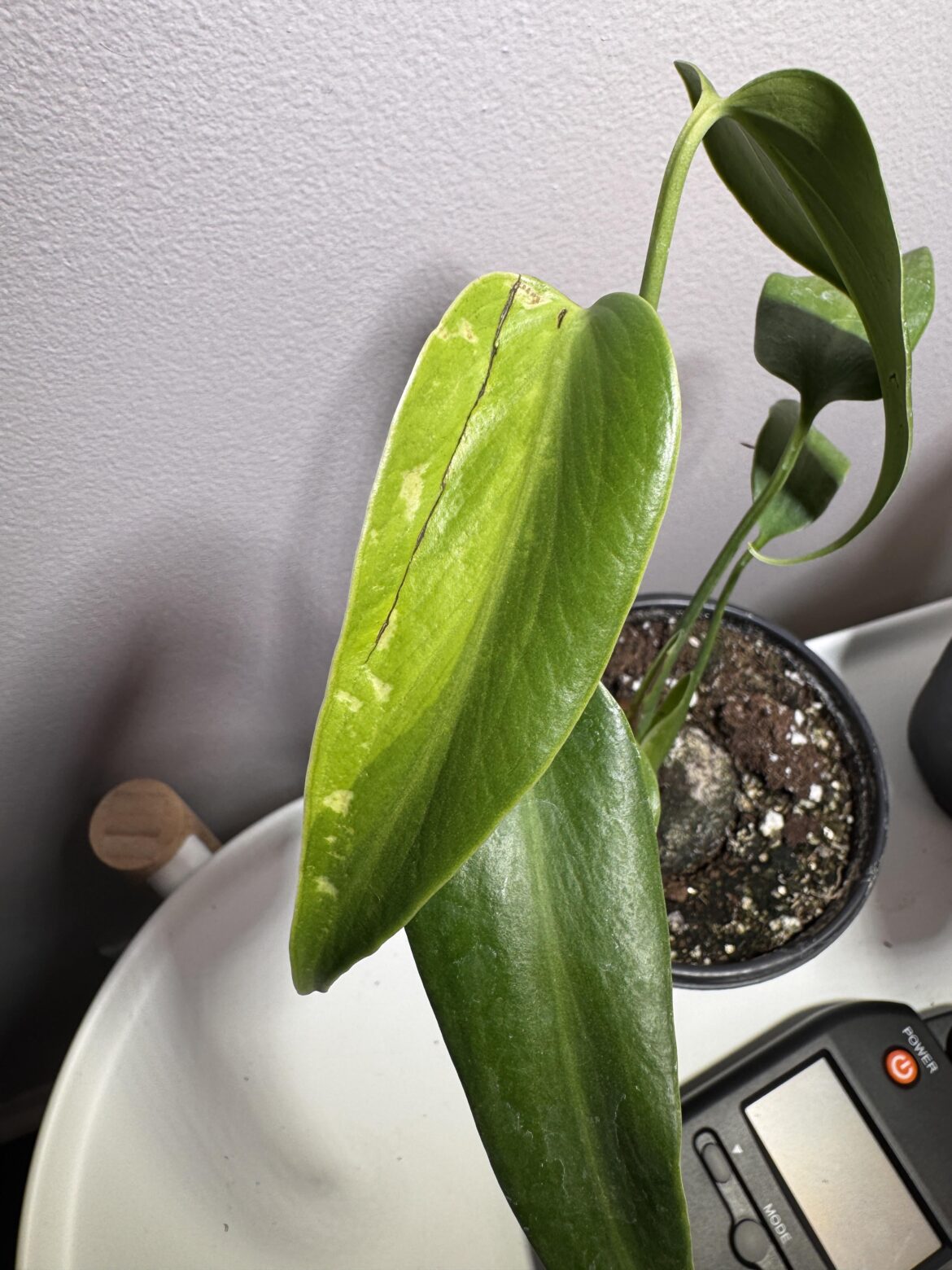 Variegation or damage?