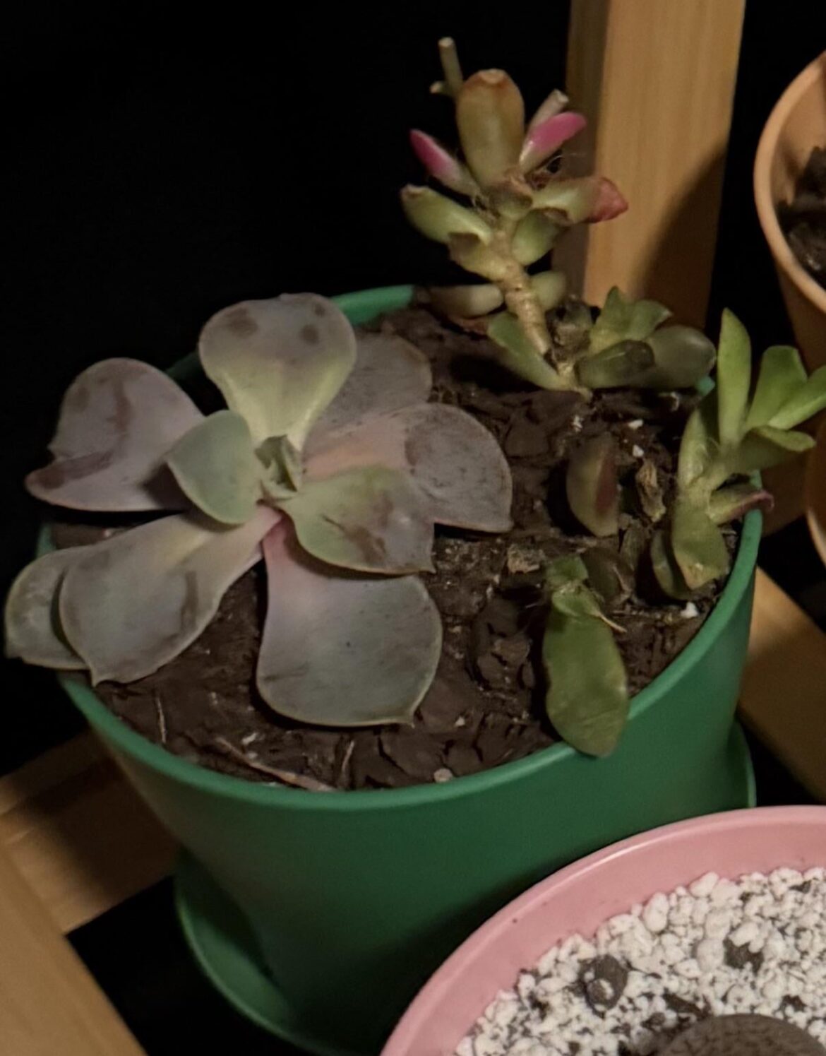 SOS! What’s wrong and how do I fix it? TIA! :)
