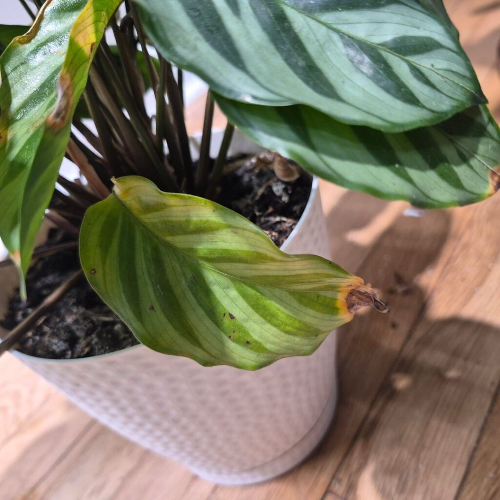 What's happening to my freddie??