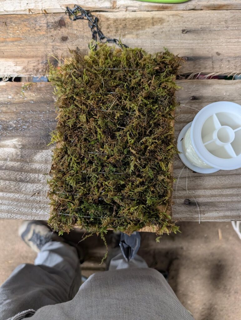 Propogation of shingling plants