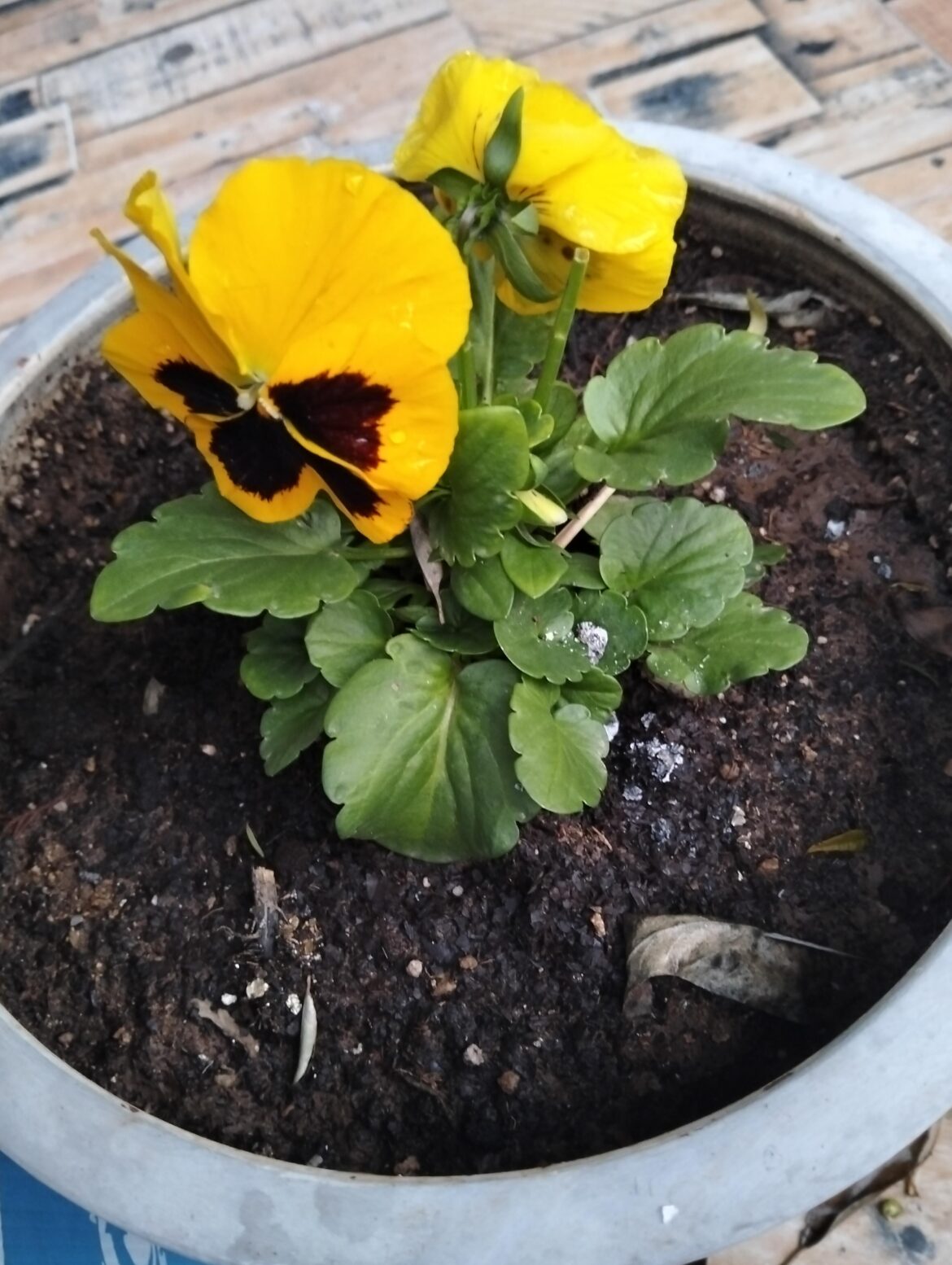 Worth sharing, hope.. With some pansies..