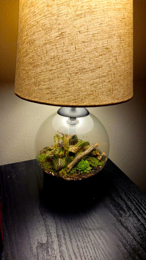 I started making lamps with my extra moss and rooted cuttings!